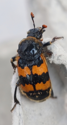 Vespillo Burying Beetle