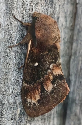 Pine-tree Lappet
