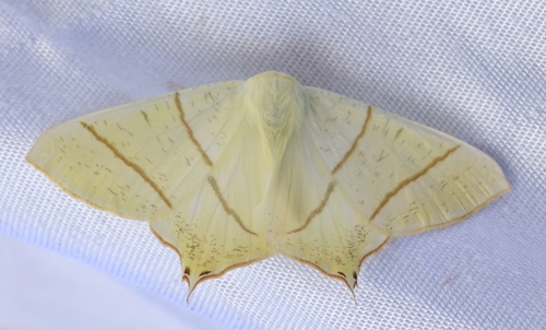 Swallow-tailed Moth