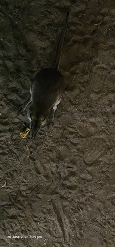 Agile Wallaby