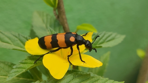 Hycleus biundulatus