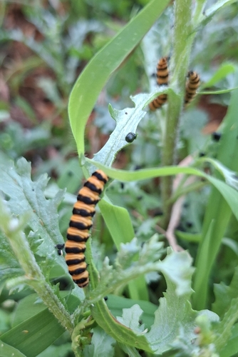 Cinnabar moth