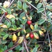 Swedish Cotoneaster - Photo (c) katecaldwell, all rights reserved, uploaded by katecaldwell