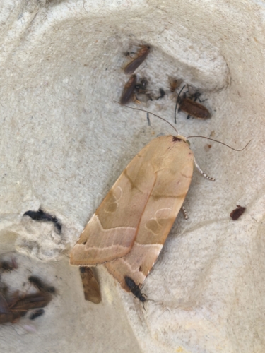 Broad-bordered Yellow Underwing