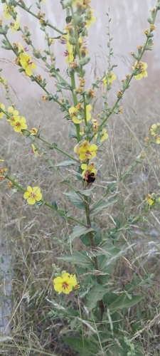 Buff-tailed Bumble Bee