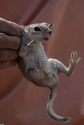 Mohave Ground Squirrel observed by ivanparr