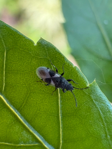 Cottonseed Bug