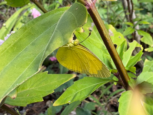 Common Grass Yellow