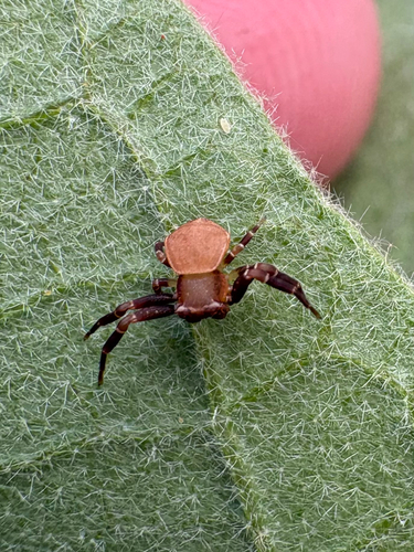 Spectacular Crab Spider