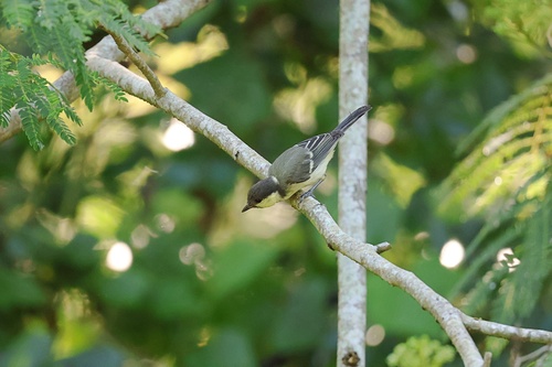 Japanese Tit