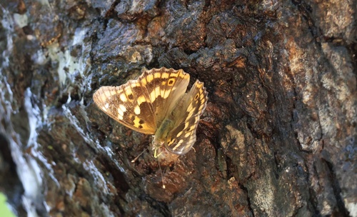 Freyer's Purple Emperor