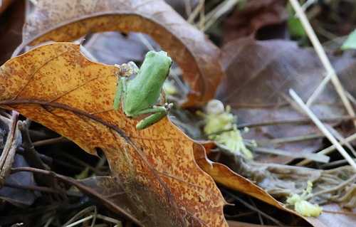 Eastern Japanese Tree Frog