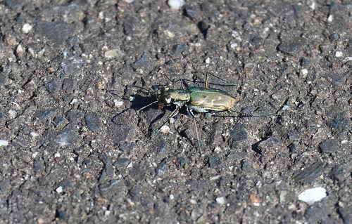 Myriochila specularis specularis