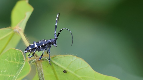 Citrus Longhorn Beetle