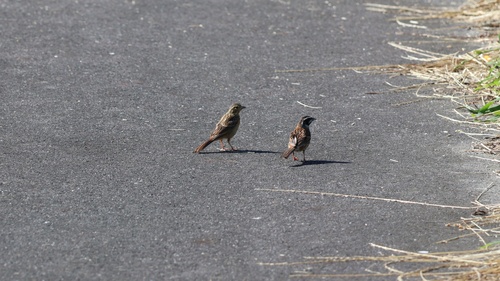 Emberiza cioides ciopsis