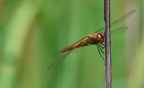 Wandering Glider