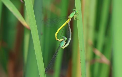 Ceriagrion melanurum