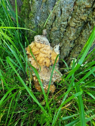 chicken of the woods