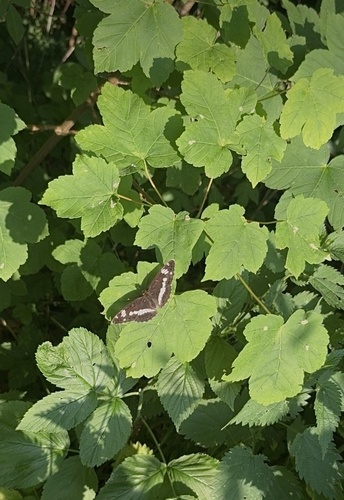 Eurasian White Admiral
