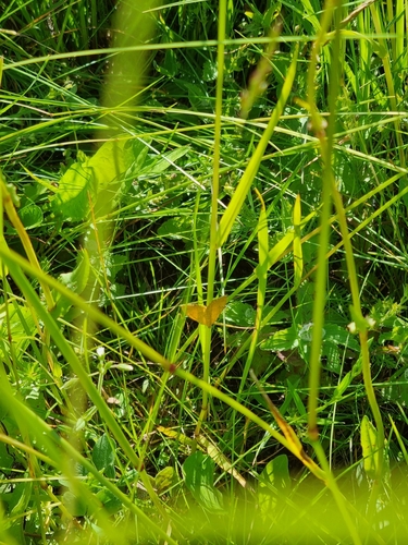 Yellow Shell Moth