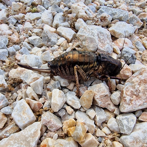 Bronze Glandular Bush-cricket