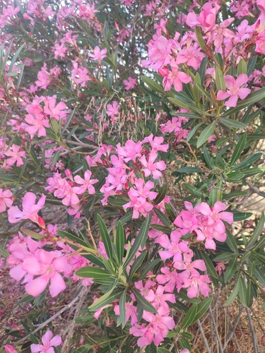 oleander