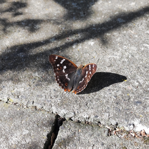 Lesser Purple Emperor