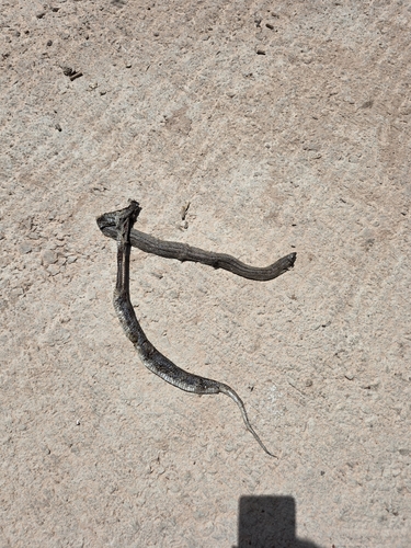 Ladder Snake
