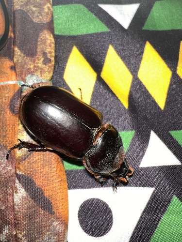 Oryctes latecavatus