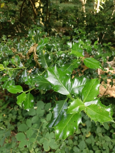 European holly