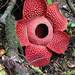 Rafflesia Family - Photo (c) Dave Armitage, all rights reserved, uploaded by Dave Armitage