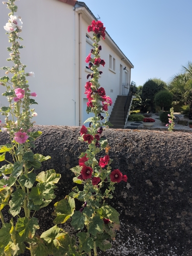 Hollyhock