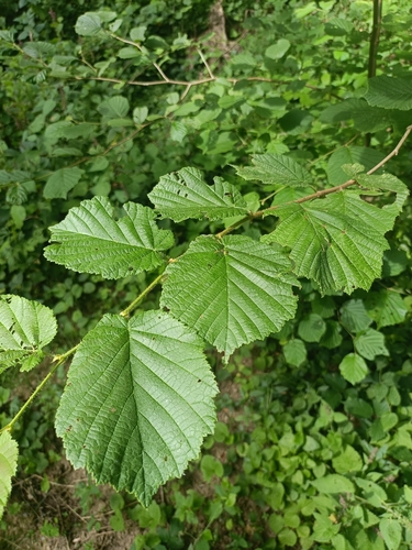common hazel