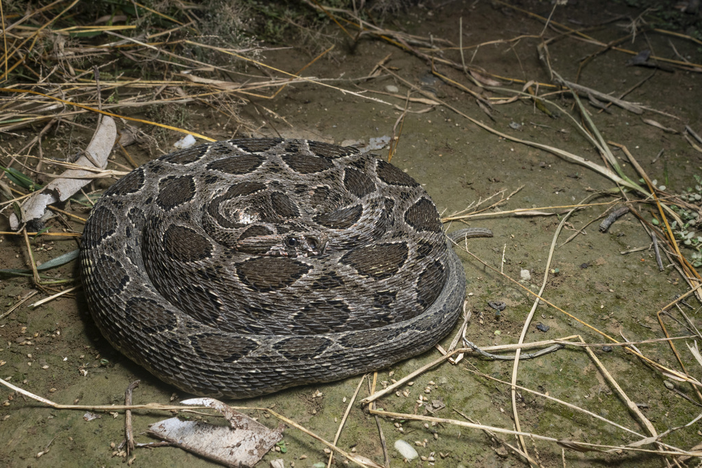 Siamese Russell's Viper (Daboia siamensis)