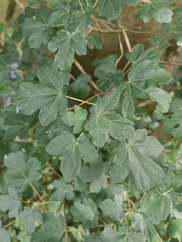 field maple