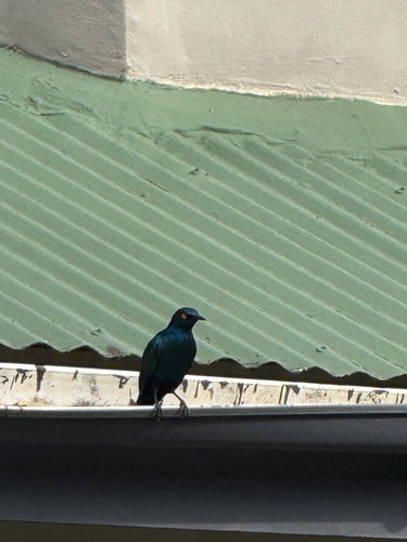 Cape Starling