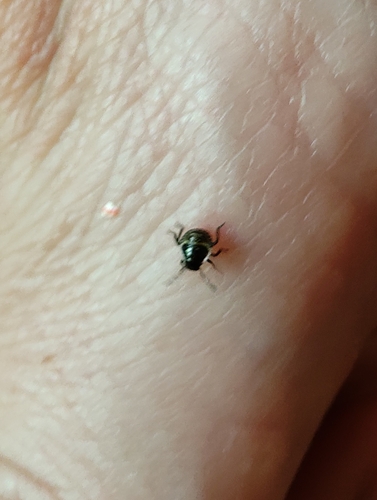 Green Shield Bug