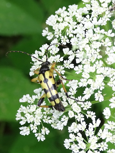 Spotted Longhorn Beetle