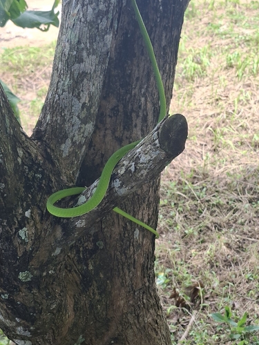 Oriental Whipsnake