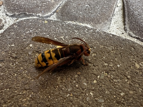 European Hornet
