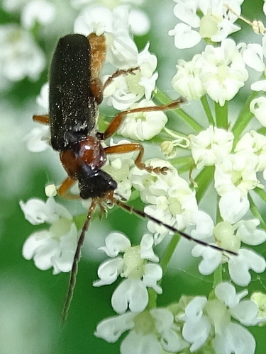 Cantharis flavilabris