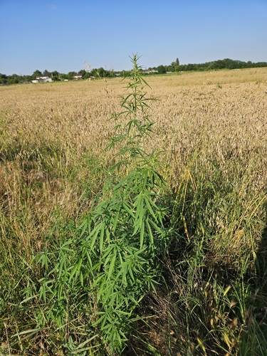 Cannabis