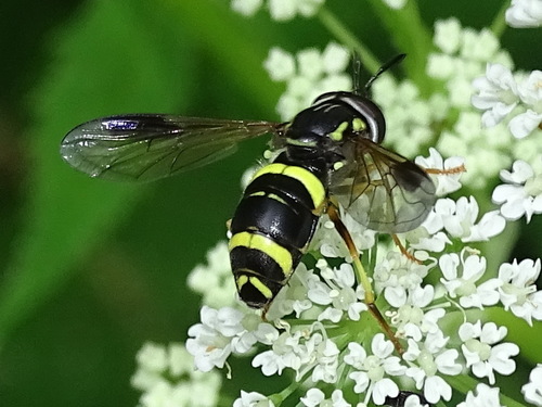 two-banded wasp hoverfly