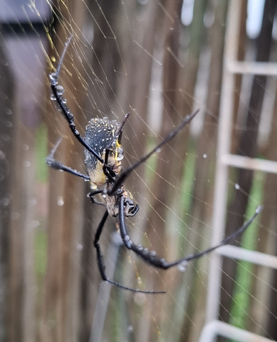Hairy Golden Orb-weaving Spider