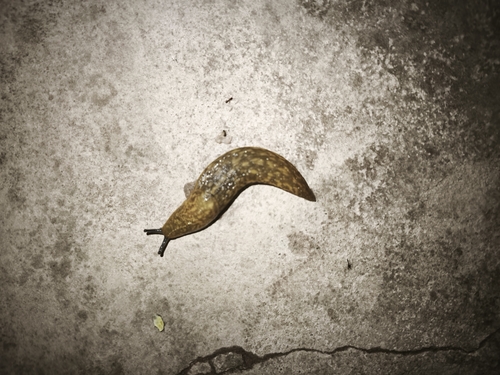 Yellow Cellar Slug