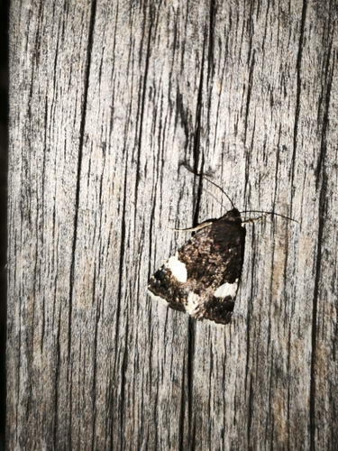Four-spotted Moth