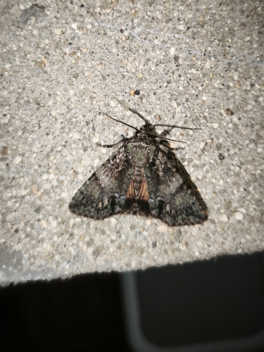 Guernsey Underwing