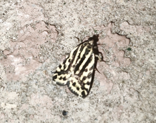 Spotted Sulphur