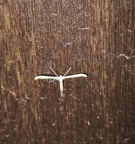 Morning-glory Plume Moth