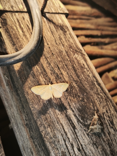 Idaea rufaria